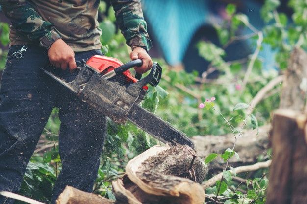 tree & shrub care Calgary