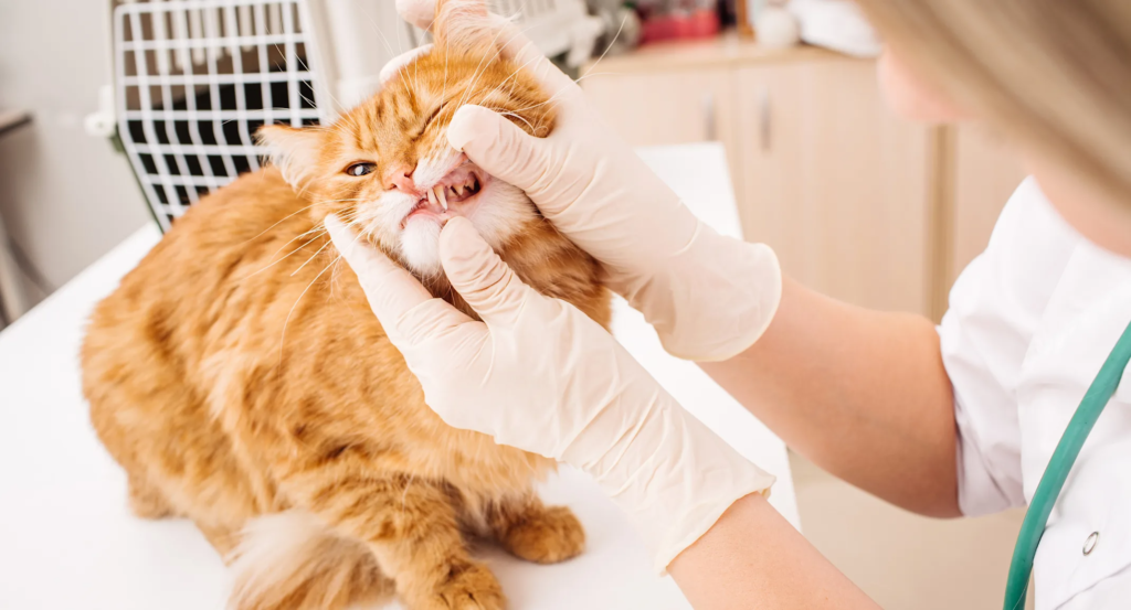 cat hospital near me